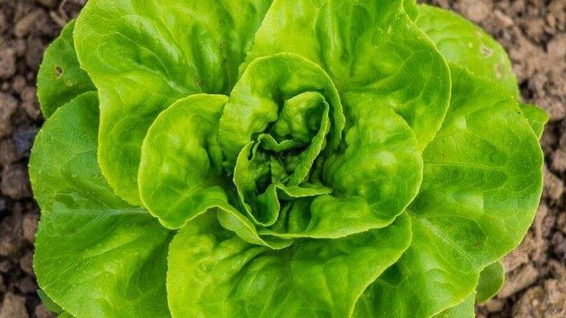 lettuce felix (2) (1)-c